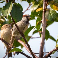 Воробей :: Сергей К. 