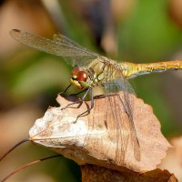 опять про стрекоз  3 :: Александр Прокудин