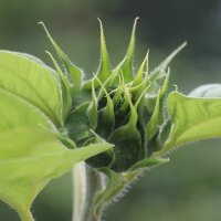 Про подсолнух :: Наталья Герасимова