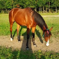 Дети и животные лучше всех НЕ позирует :: Андрей Лукьянов Дети и животные лучше всех НЕ позирует :: Андрей Лукьянов