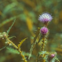 *** :: Виктор Иванович Чернюк