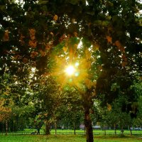 Осеннее Солнышко :: Игорь Тельцов