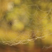 *** :: Елена Kазак (selena1965) *** :: Елена Kазак (selena1965)