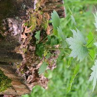 1 :: Константин Сафронов