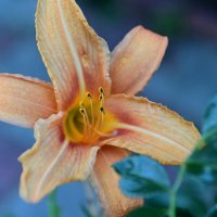 1 :: Константин Сафронов