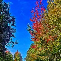 Сентябрь...Осина зарделась! :: Владимир Сентябрь...Осина зарделась! :: Владимир