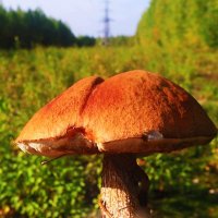 Осенний краснвй гриб! :: Владимир 