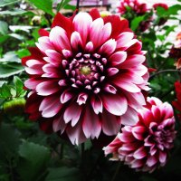 Красота :: Людмила Смородинская