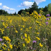 На исходе лета. :: Ольга 