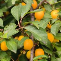 Урожай алычи. :: Ольга Урожай алычи. :: Ольга