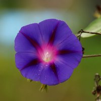 Доброе утро :: Юрий. Шмаков