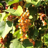 Урожай :: Юрий Гайворонскiий Урожай :: Юрий Гайворонскiий