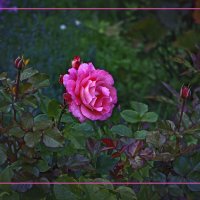 Роза :: Владимир Кроливец