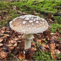 Мухомор пантерный. :: Валерия Комова