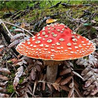 Мухомор красный. :: Валерия Комова