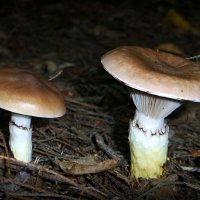 Мокруха еловая - гриб хороший! :-) :: Андрей Заломленков Мокруха еловая - гриб хороший! :-) :: Андрей Заломленков