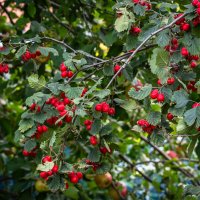 Боярышник. :: Сергей К. 