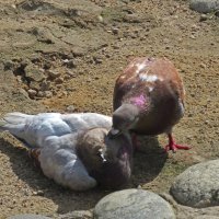 Ну поцелуй же меня :: ИРЭН@ .