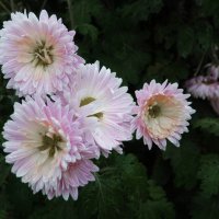 Наши хризантемы :: Валентин Семчишин Наши хризантемы :: Валентин Семчишин