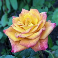 Роза - красота природы :: Светлана Ищенко