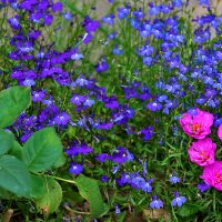 Цветочный "коврик" :: Светлана 