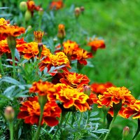 Бархатные бархатцы :: Светлана Бархатные бархатцы :: Светлана