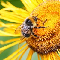 На сборе горного меда :: Татьяна Тюменка