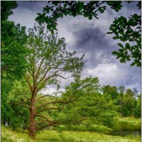 Зеленая сказка :: Максим Сорокин