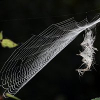 Утро 7 сентября Царицыно :: Михаил Бибичков