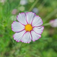 Дачная красота :: Александр Филатов