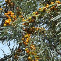 Облепиха :: Freddy 97