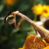 ** :: Зоя Мишина