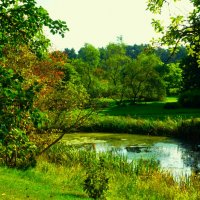 На одном из прудов ботанического сада :: Aida10 