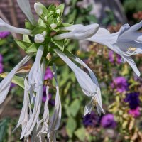 Лилия подорожника :: Александр Леонов