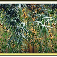 Облепиха :: Владимир Кроливец