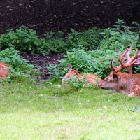 Весна, весна! Как воздух чист! Как ясен небосклон! :: "The Natural World" Александер