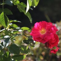 Сентябрьские цветы. :: Наталья Лунева 