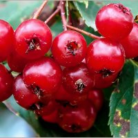 Август... :: Aquarius - Сергей