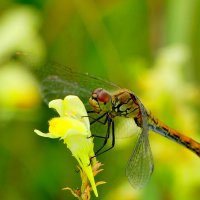 опять про стрекоз 7 :: Александр Прокудин
