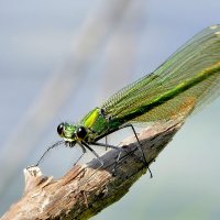 опять про стрекоз 10 :: Александр Прокудин опять про стрекоз 10 :: Александр Прокудин