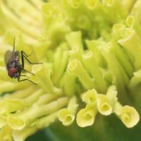 Просто муха :: Наталья Герасимова Просто муха :: Наталья Герасимова