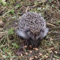 Маленький ёжик :: Наталья Герасимова