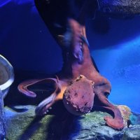 Осьминог - Москвариум на ВДНХ :: <<< Наташа >>>