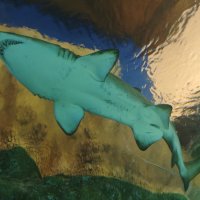 Акула - Москвариум на ВДНХ :: <<< Наташа >>> Акула - Москвариум на ВДНХ :: <<< Наташа >>>