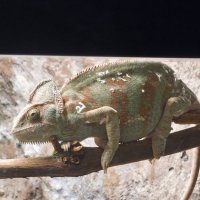 Хамелеон - Москвариум на ВДНХ :: <<< Наташа >>>