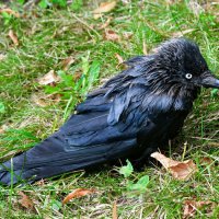 Галка после купания. :: Милешкин Владимир Алексеевич 