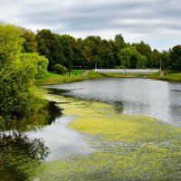 Заростает ряской пруд. :: Милешкин Владимир Алексеевич 
