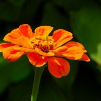 В лучах вечернего солнца. :: Милешкин Владимир Алексеевич 