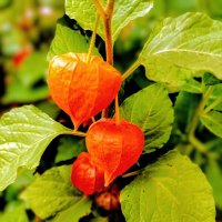 Физалис :: Veera V