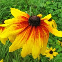 Во всей красе :: Людмила Смородинская